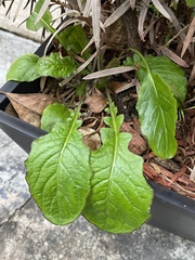 Magnoliopsida