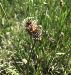 Plantago altissima