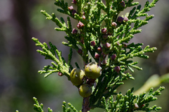 Juniperus indica