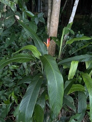 Heliconia psittacorum