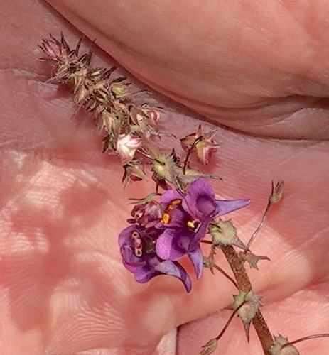 Image of Diascia veronicoides by (c) desertnaturalist, some rights reserved (CC BY)