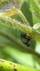 Bocydium globulare
