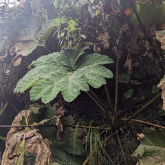 Gunnera manicata