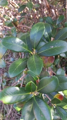 Ternstroemia brasiliensis