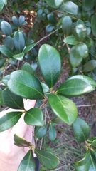 Ternstroemia brasiliensis