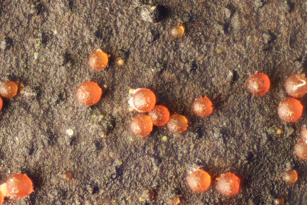 Dialonectria episphaeria