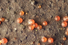 Dialonectria episphaeria