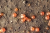 Dialonectria episphaeria - Photo (c) Björn Sothmann, some rights reserved (CC BY-SA), uploaded by Björn Sothmann