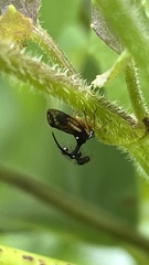 Bocydium globulare