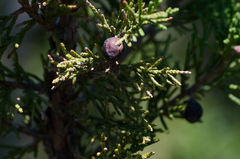 Juniperus indica