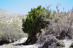Juniperus indica