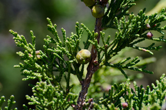 Juniperus indica