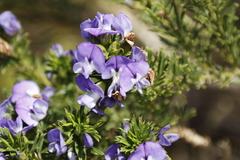 Psoralea