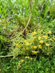Teloschistes exilis