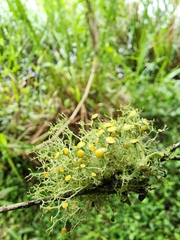 Teloschistes exilis