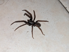 Segestria florentina