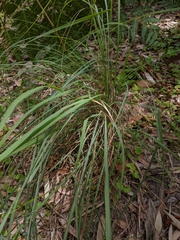 Cymbopogon refractus