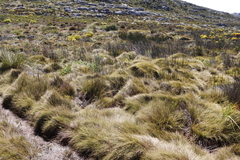 Anthochortus crinalis