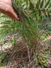 Cymbopogon refractus