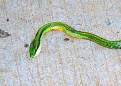 Leptophis diplotropis