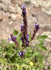 Lavandula
