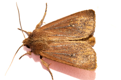 Ichneutica sapiens