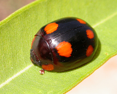 Paropsisterna sexpustulata