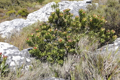 Leucadendron strobilinum