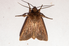 Ichneutica sapiens