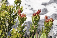 Leucadendron strobilinum