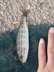 Helotes octolineatus