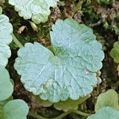 Apiales