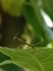 Parastagmatoptera