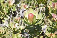 Leucadendron strobilinum