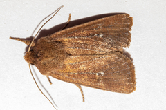 Ichneutica sapiens