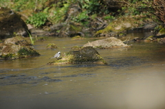 Motacilla alba alba