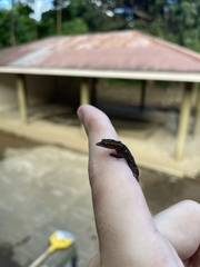 Sphaerodactylus grandisquamis
