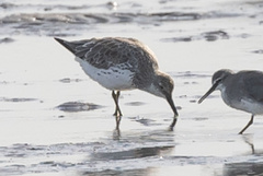 Calidris tenuirostris