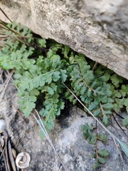 Asplenium petrarchae petrarchae