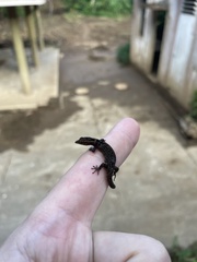 Sphaerodactylus grandisquamis