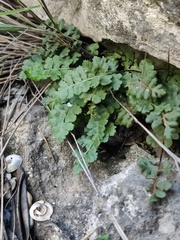 Asplenium petrarchae petrarchae