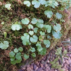 Apiales