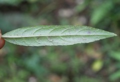 Melicytus lanceolatus