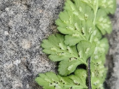 Asplenium petrarchae petrarchae