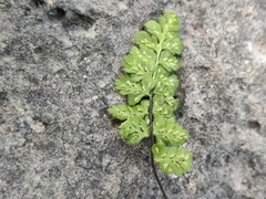 Asplenium petrarchae petrarchae