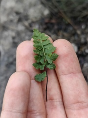 Asplenium petrarchae petrarchae