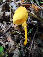 Leucocoprinus brunneoluteus
