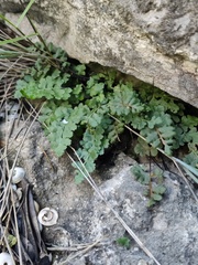 Asplenium petrarchae petrarchae