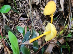 Leucocoprinus brunneoluteus