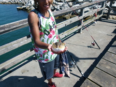 Sphoeroides maculatus